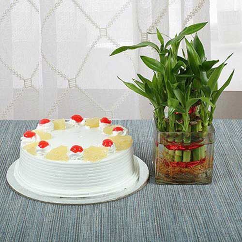 Luck Bamboo Plant and Half Kg Pineapple Cake