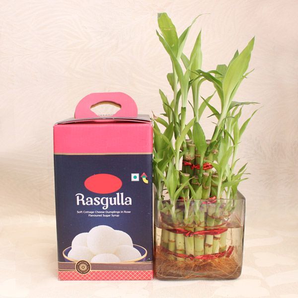 Lucky Bamboo With Rasgulla