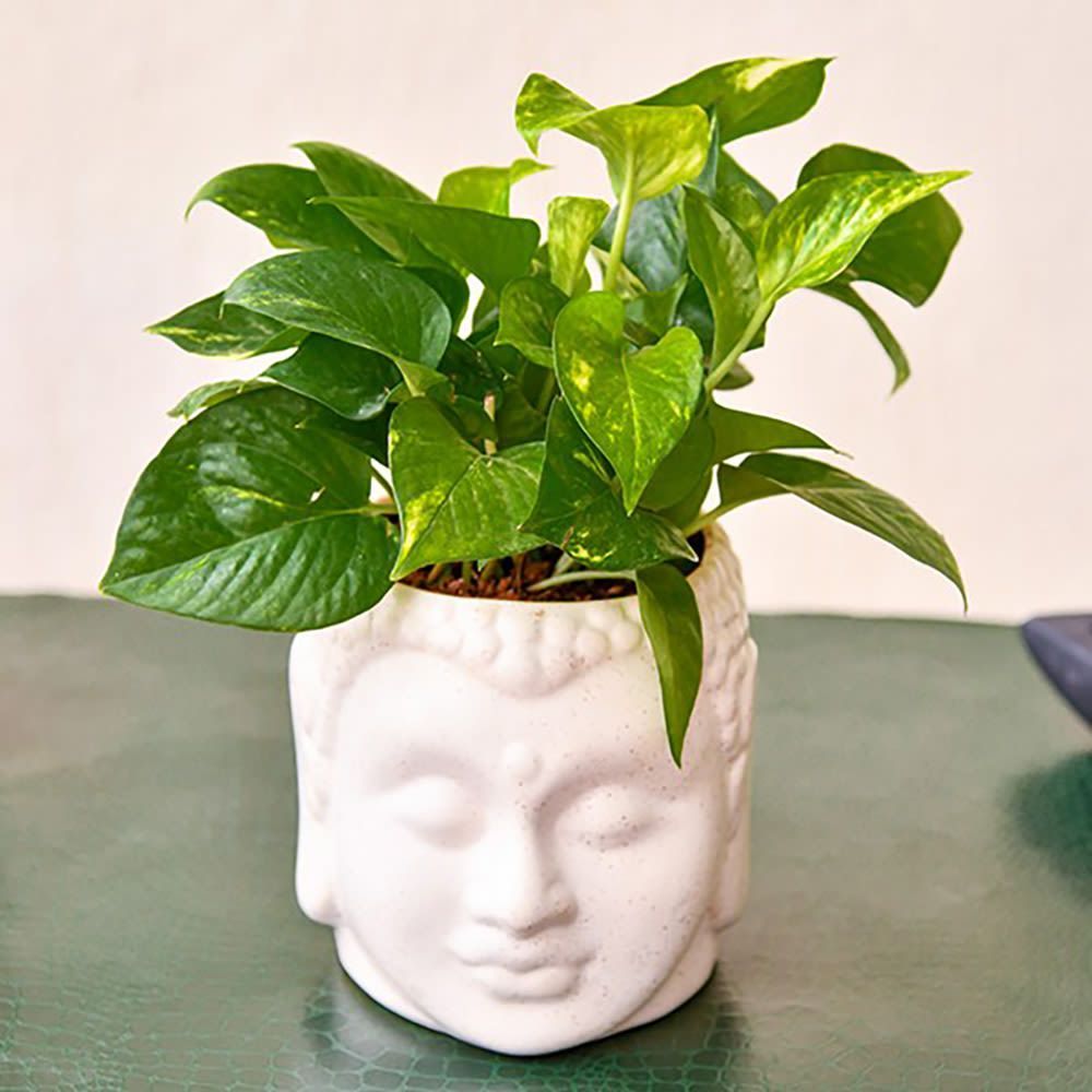 Magnificent Money Plant And Ceramic Pot 