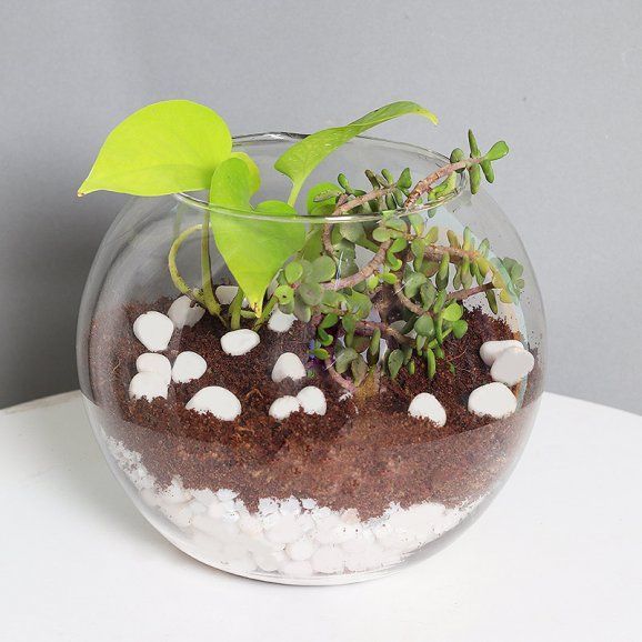 Plants