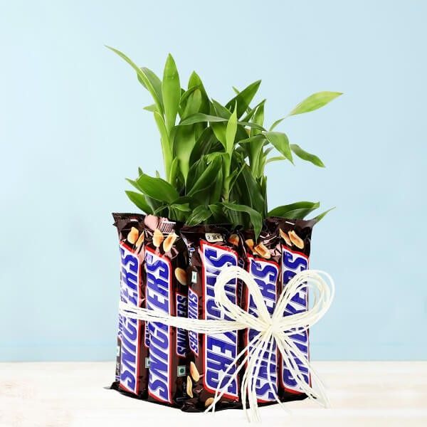Snickers with Two Layer Lucky Bamboo