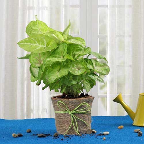 Hue Of Green Syngonium