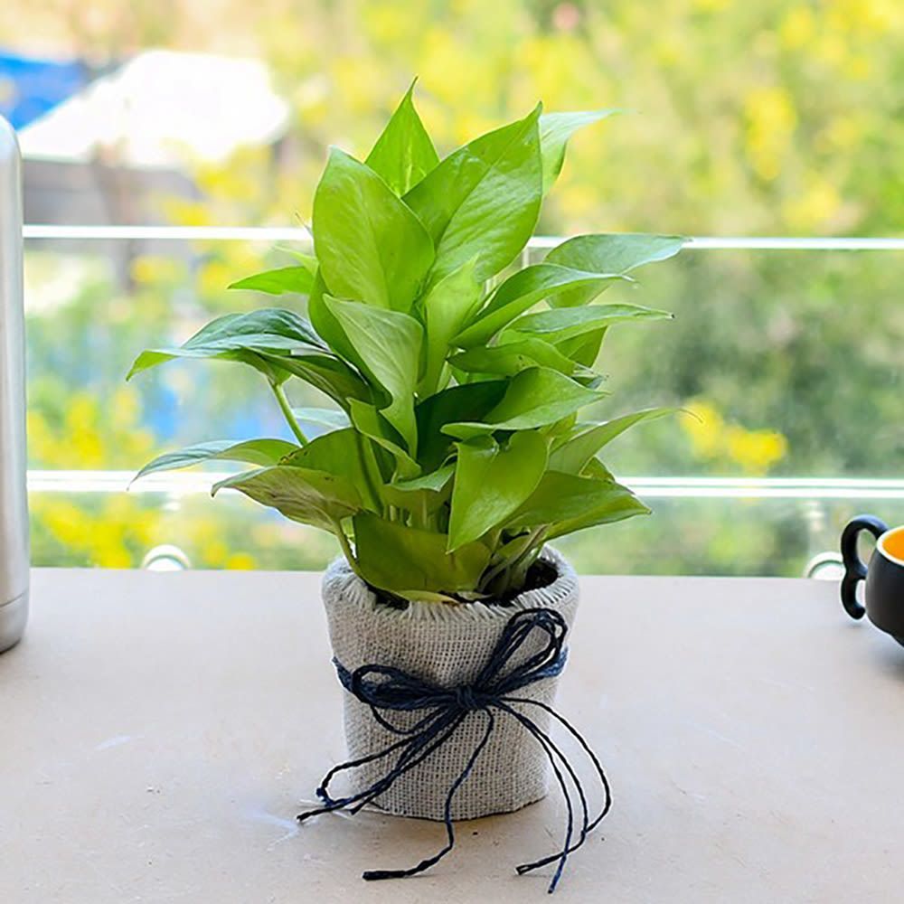 Money Plant In A Jute Wrap