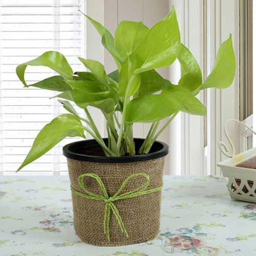 Gift Money Plant For Prosperity