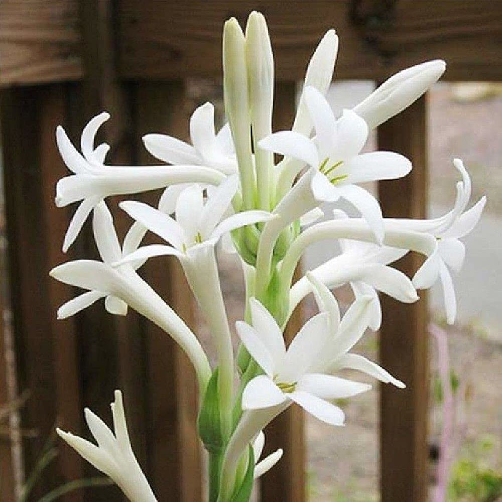 Tuberoses online Flowers