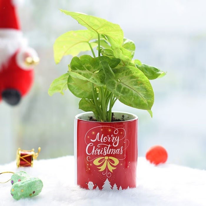 Christmas Plant Gifts